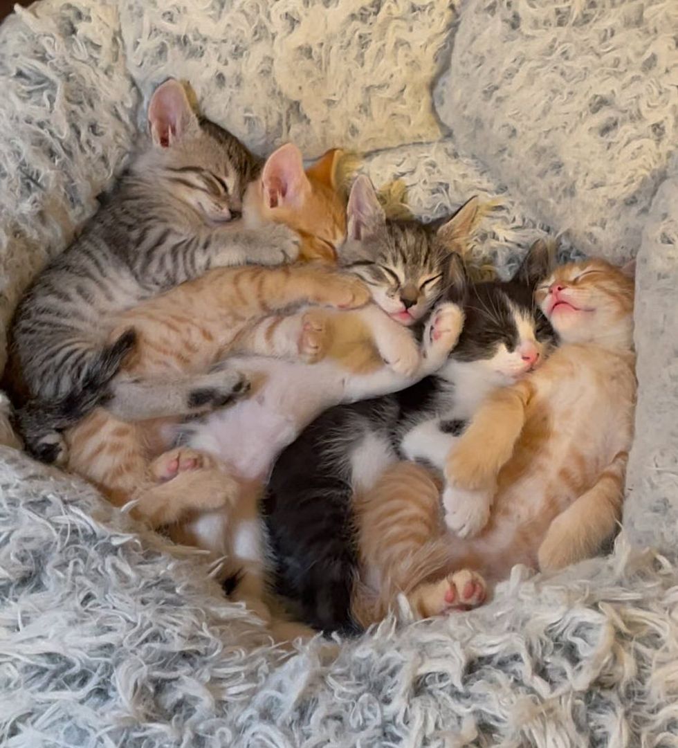 kittens cuddle puddle sleeping