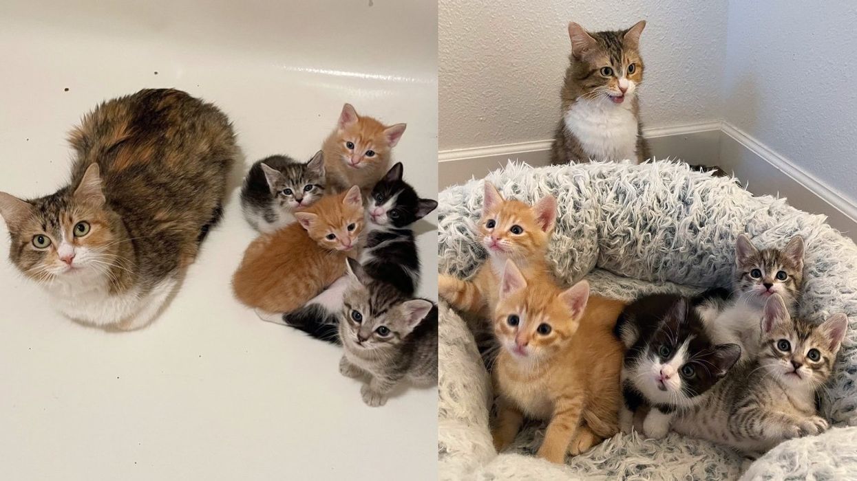 Woman Offers to Help a Shelter Cat, Hours Later Finds Kittens in Her House, It's the Most Rewarding Thing