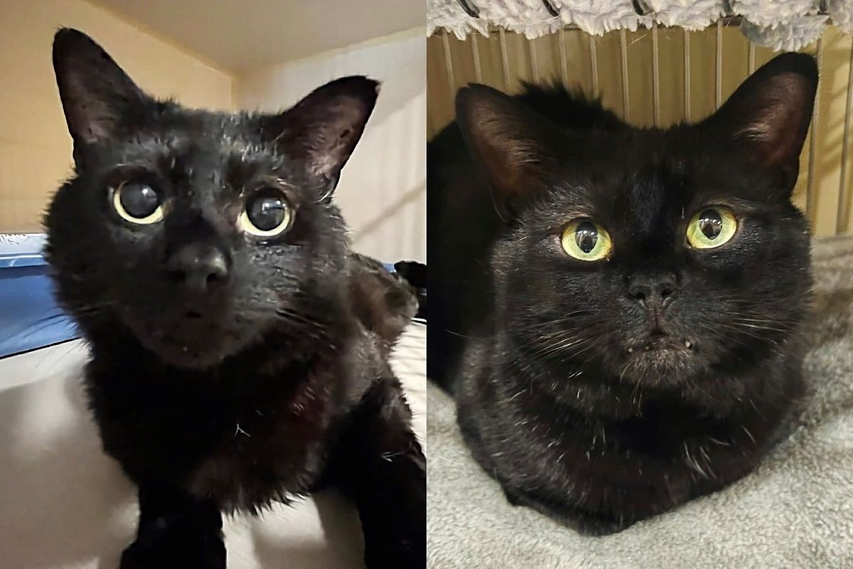 After 341 Days at Shelter, Cat Wins Over Family with Pleading Eyes and Shadows Them Everywhere They Go
