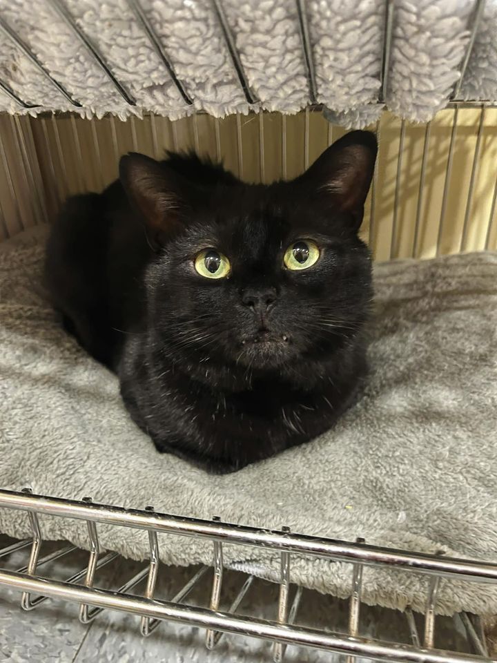 cat house panther sweet