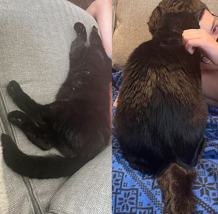 snuggly black cat