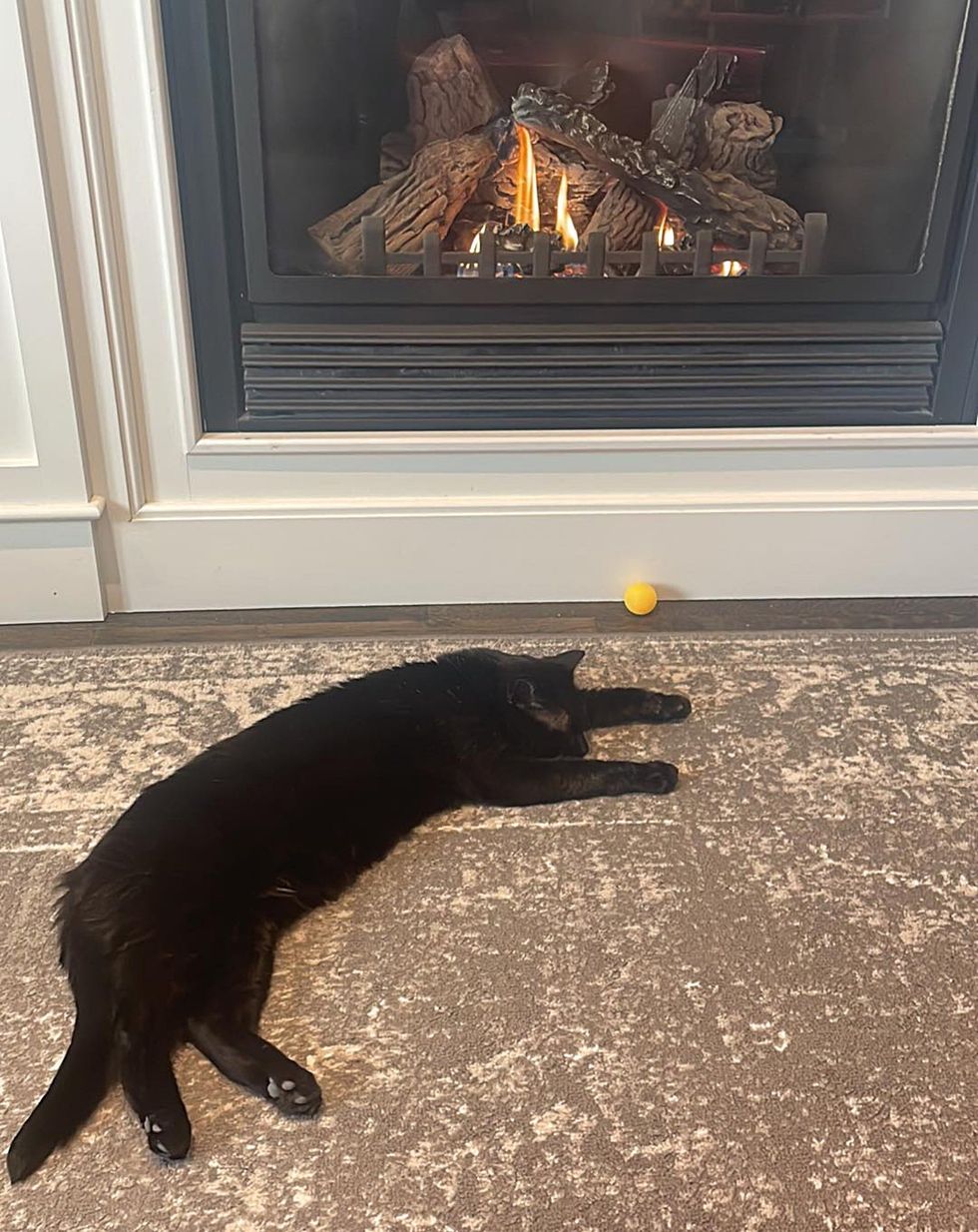 cat enjoys fireplace