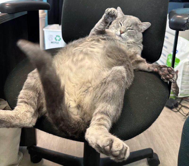 cat lounging on chair