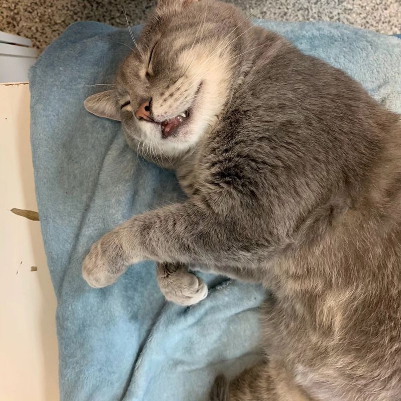 happy smiley cat sleeping