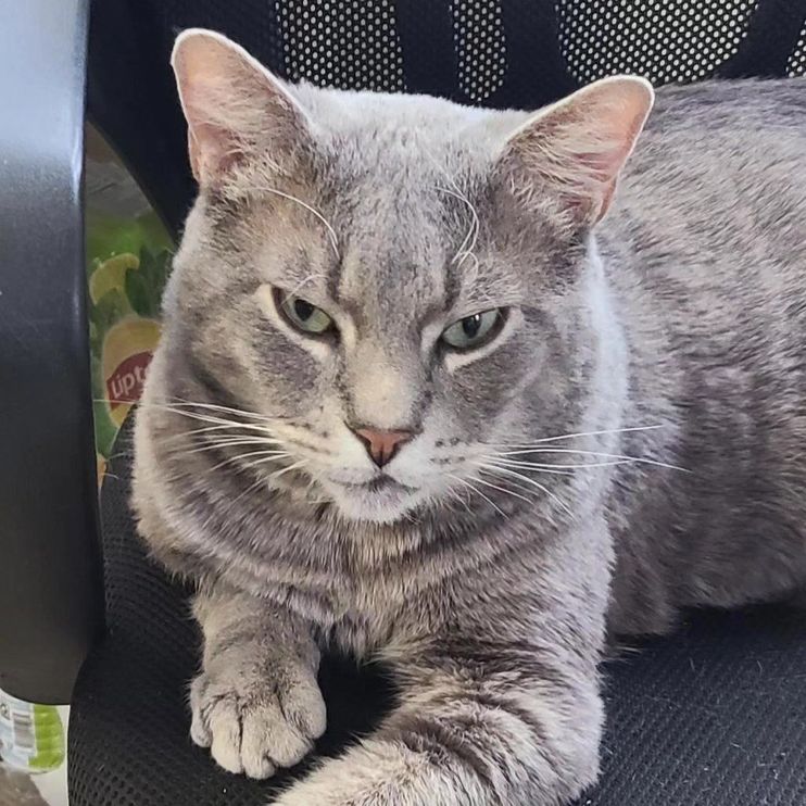 Cat Went from Hopping Around in Parking Lot to Hogging Every Chair in the  Office, Living the Good Life - Love Meow