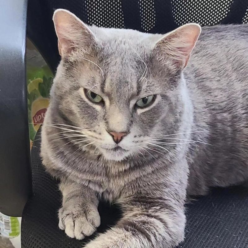 cat loves chair