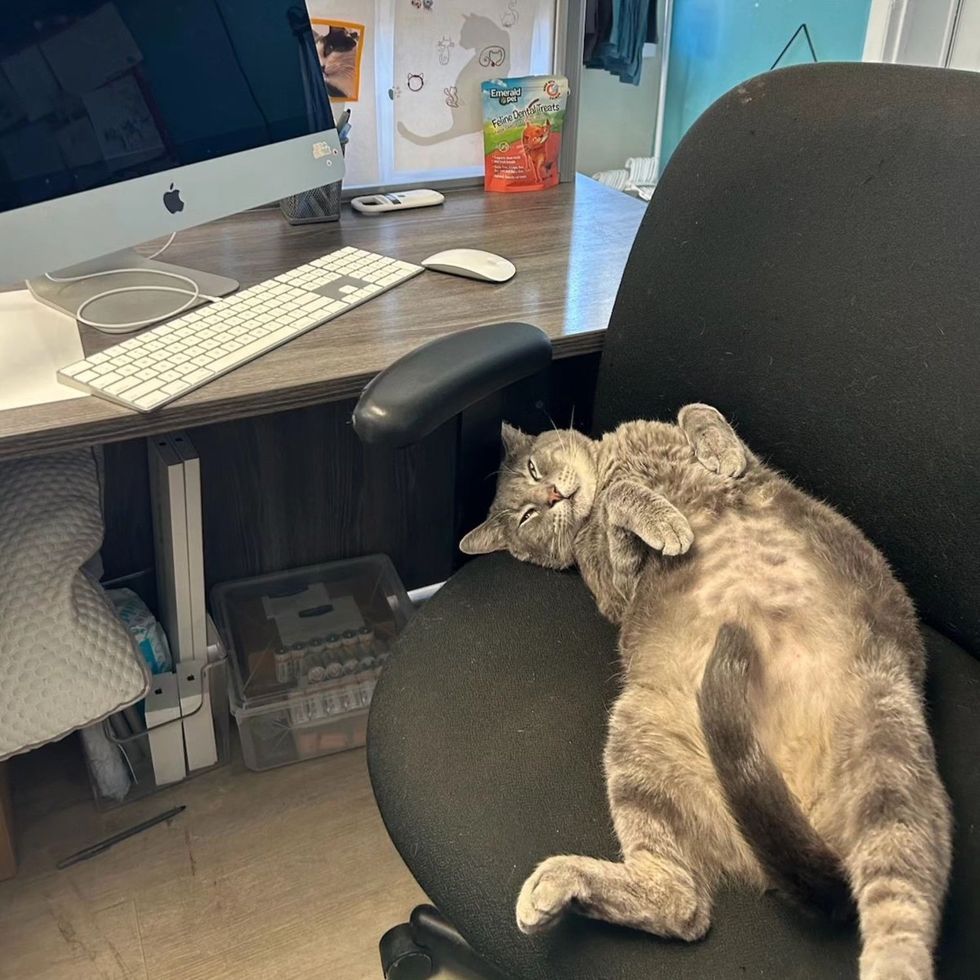 gato robando silla oficina