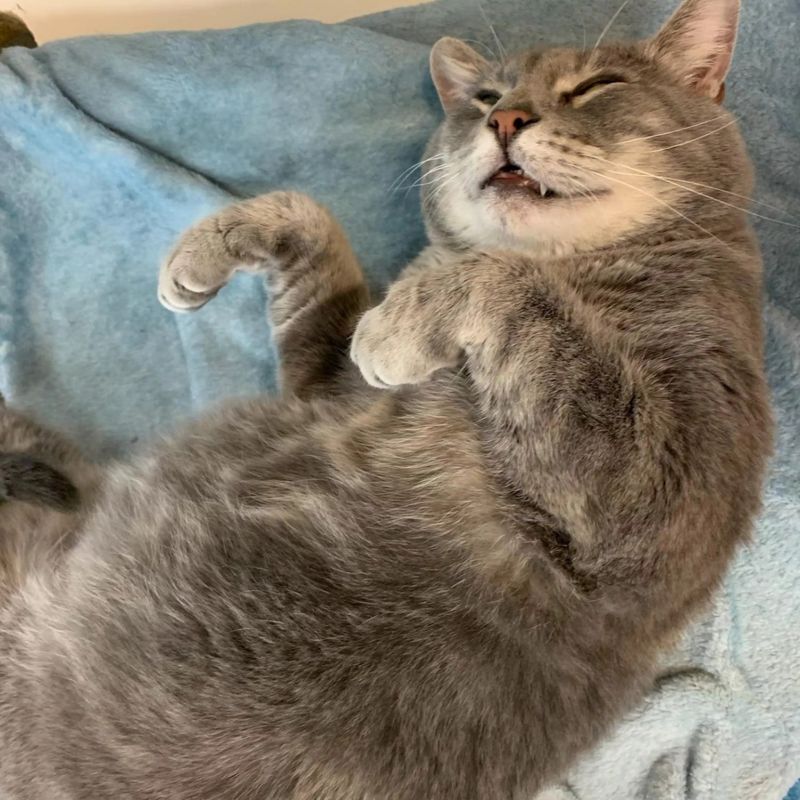 happy smiling cat