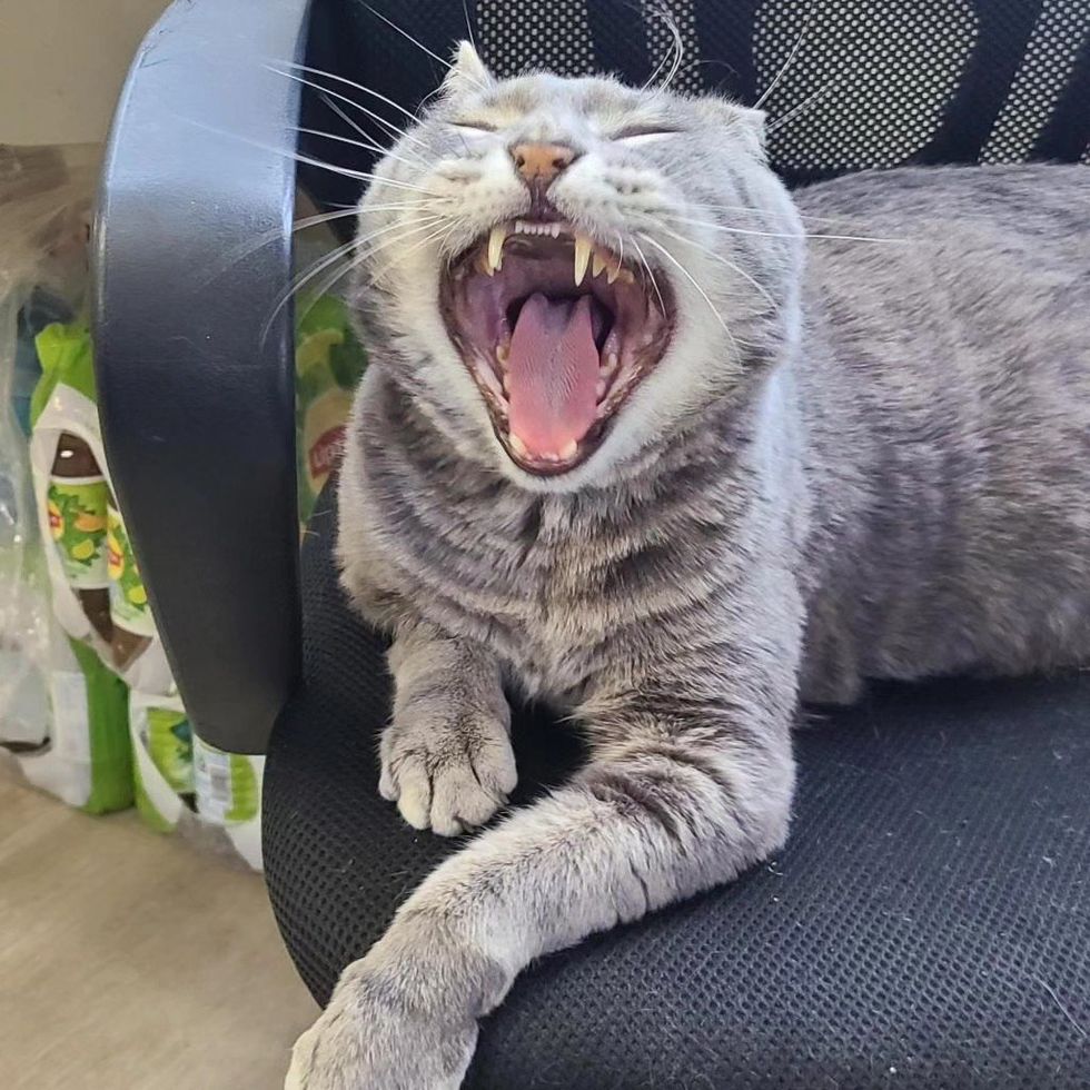 cat chair big yawn
