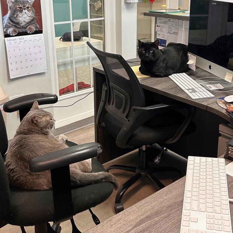 Cat Went from Hopping Around in Parking Lot to Hogging Every Chair in the  Office, Living the Good Life - Love Meow