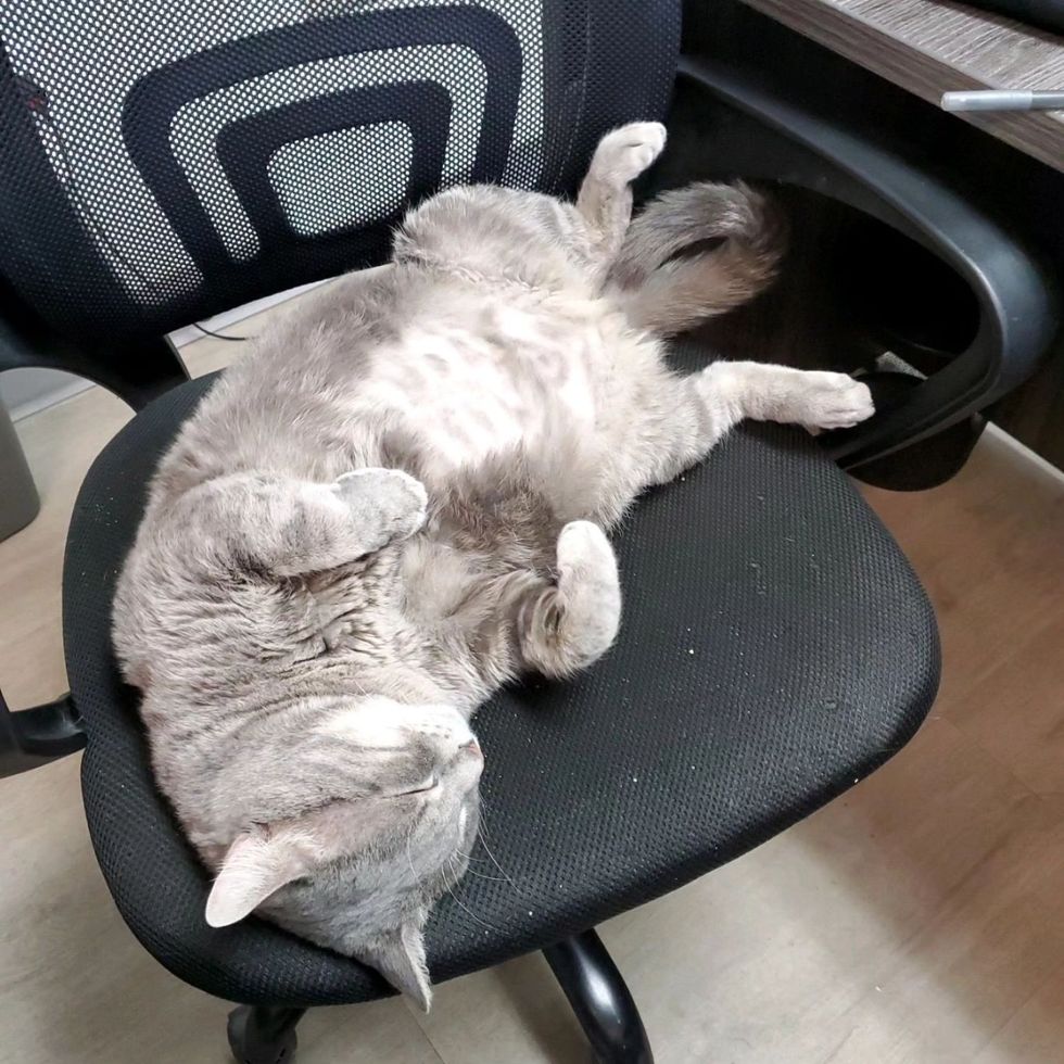 gato durmiendo en silla de oficina