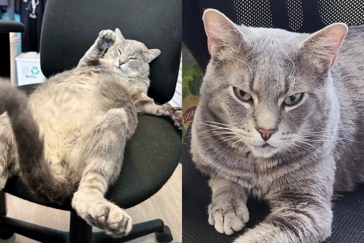 Cat Went from Hopping Around in Parking Lot to Hogging Every Chair in the Office, Living the Good Life