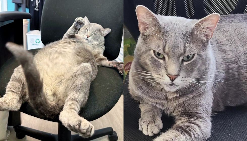 Cat Went from Hopping Around in Parking Lot to Hogging Every Chair in the Office, Living the Good Life