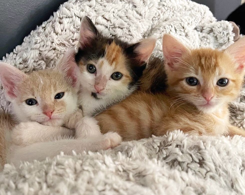 trío de gatitos acurrucados