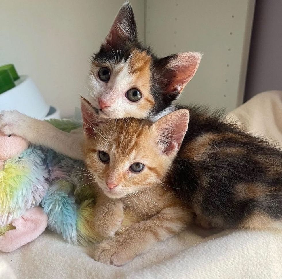 kittens snuggly calico ginger