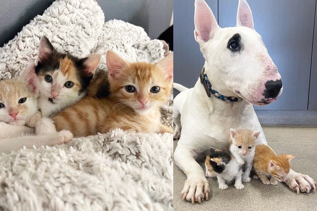 Three Kittens Less Than Half the Size They Should Be Transform into Gorgeous Cats with the Help of a Dog