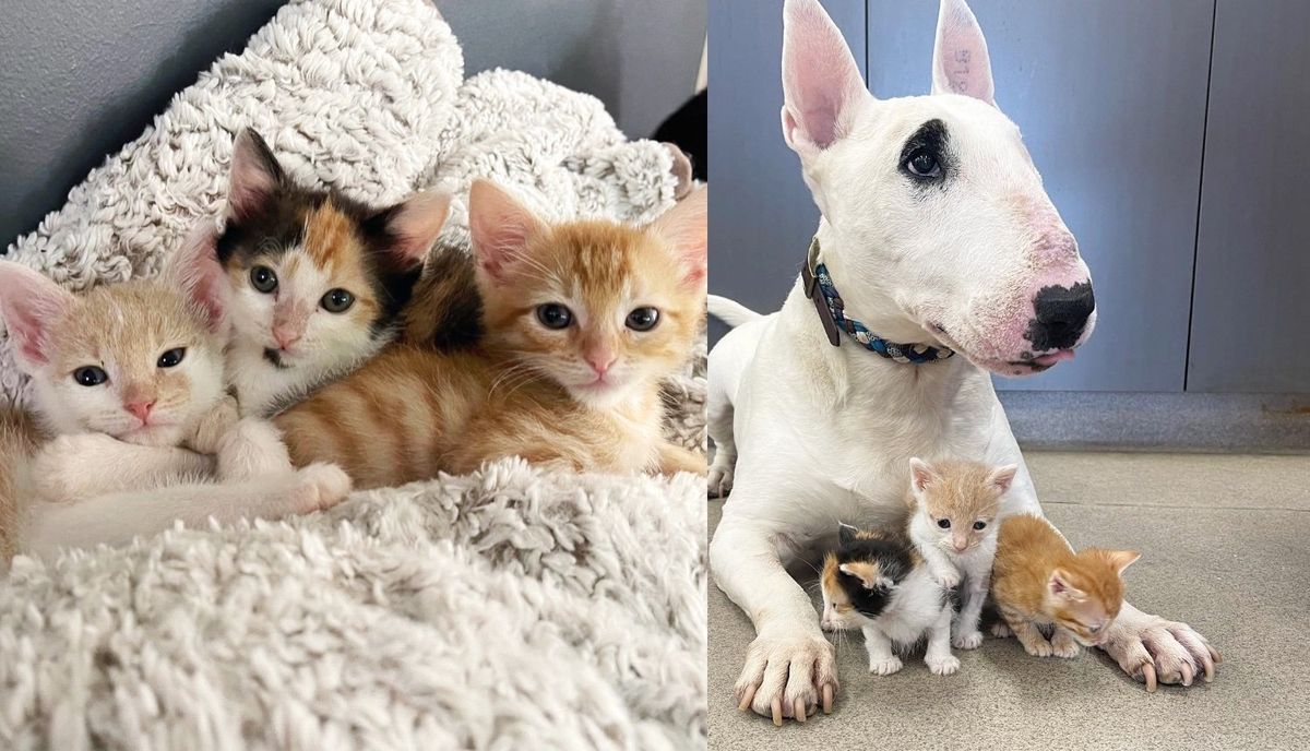 Three Kittens Less Than Half the Size They Should Be Transform into Gorgeous Cats with the Help of a Dog