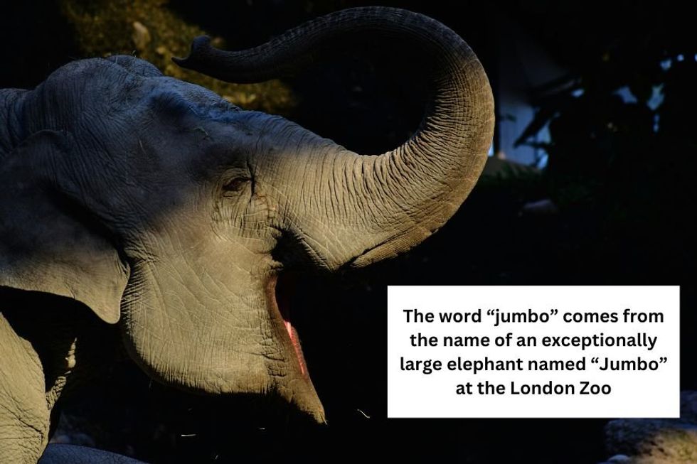 Shampoo‚ nightmare‚ muscles‚ jumbo — the unexpected origins of 11 everyday words