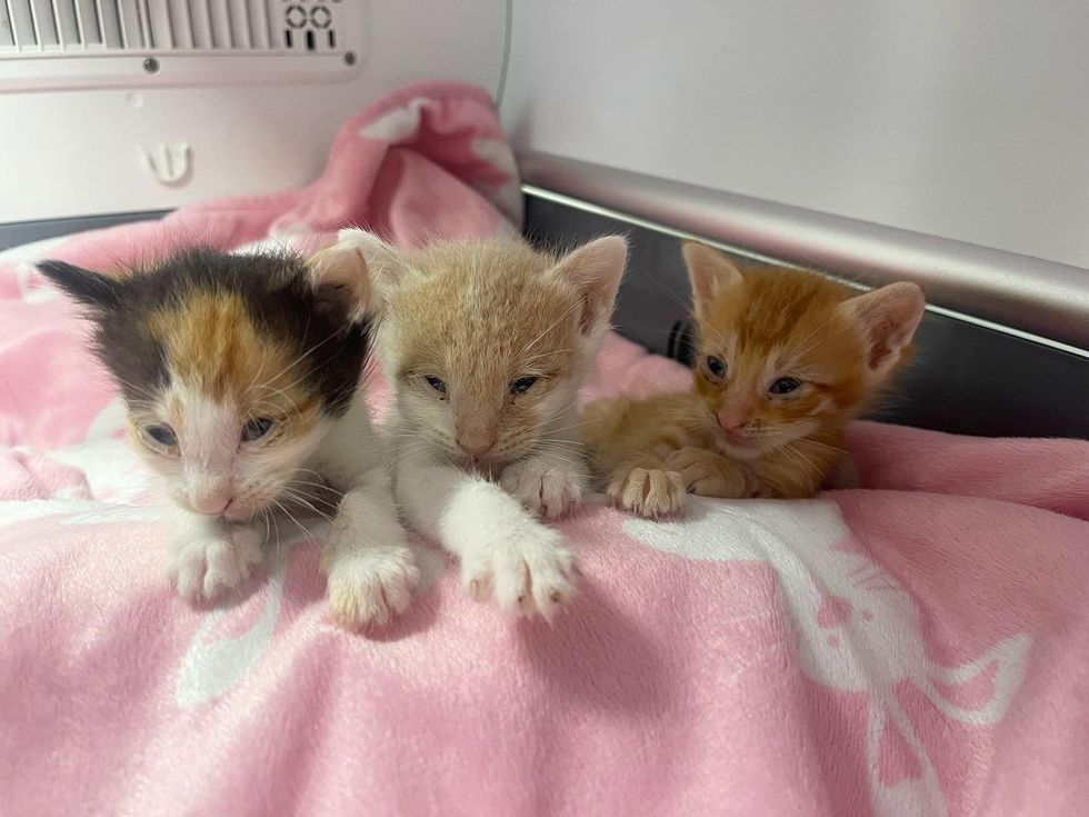 trío de gatitos rescatados