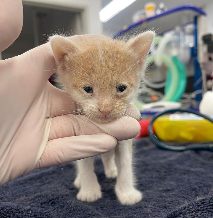 sweet rescued kitten