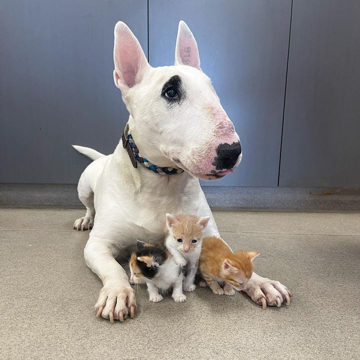 dog snuggling kittens