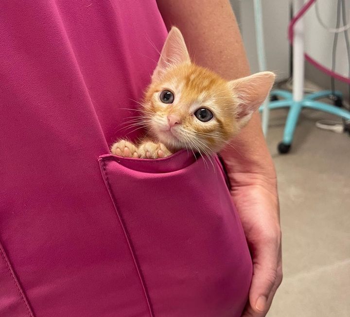 ginger kitten pocket