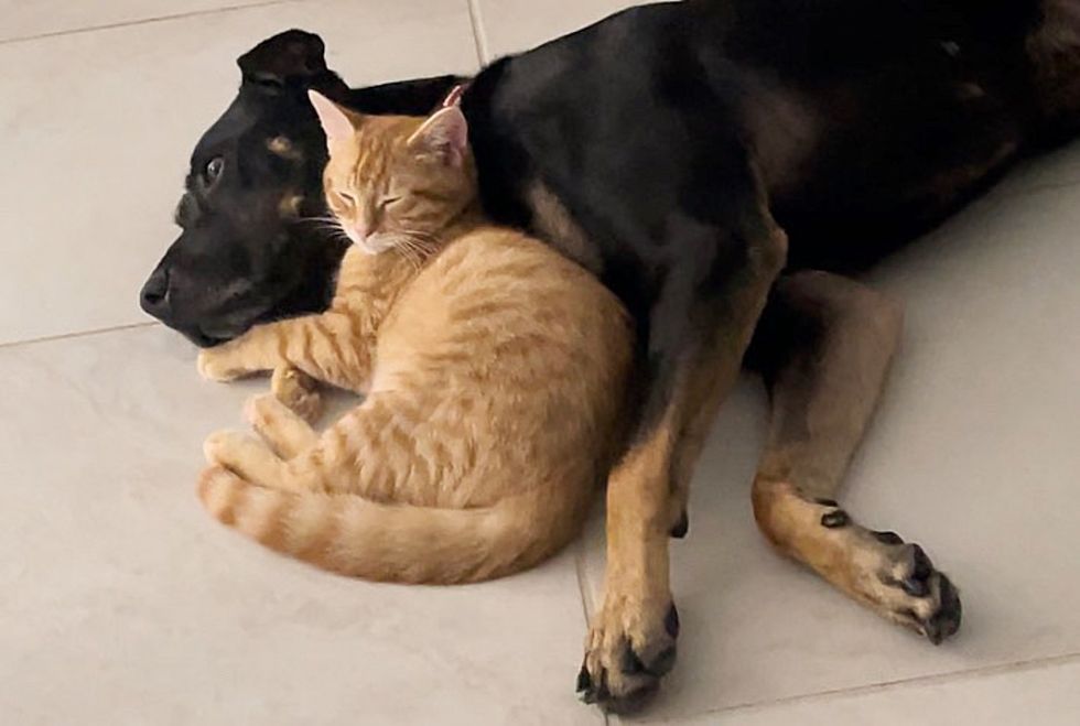 dog cat snuggly friends