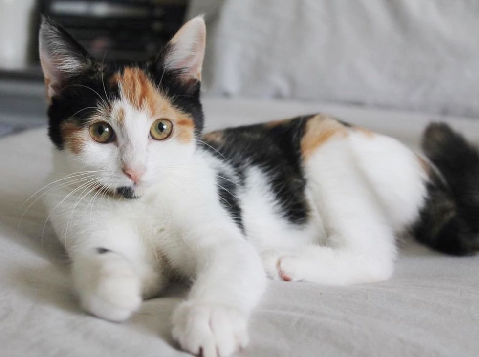 calico kitten cat beautiful