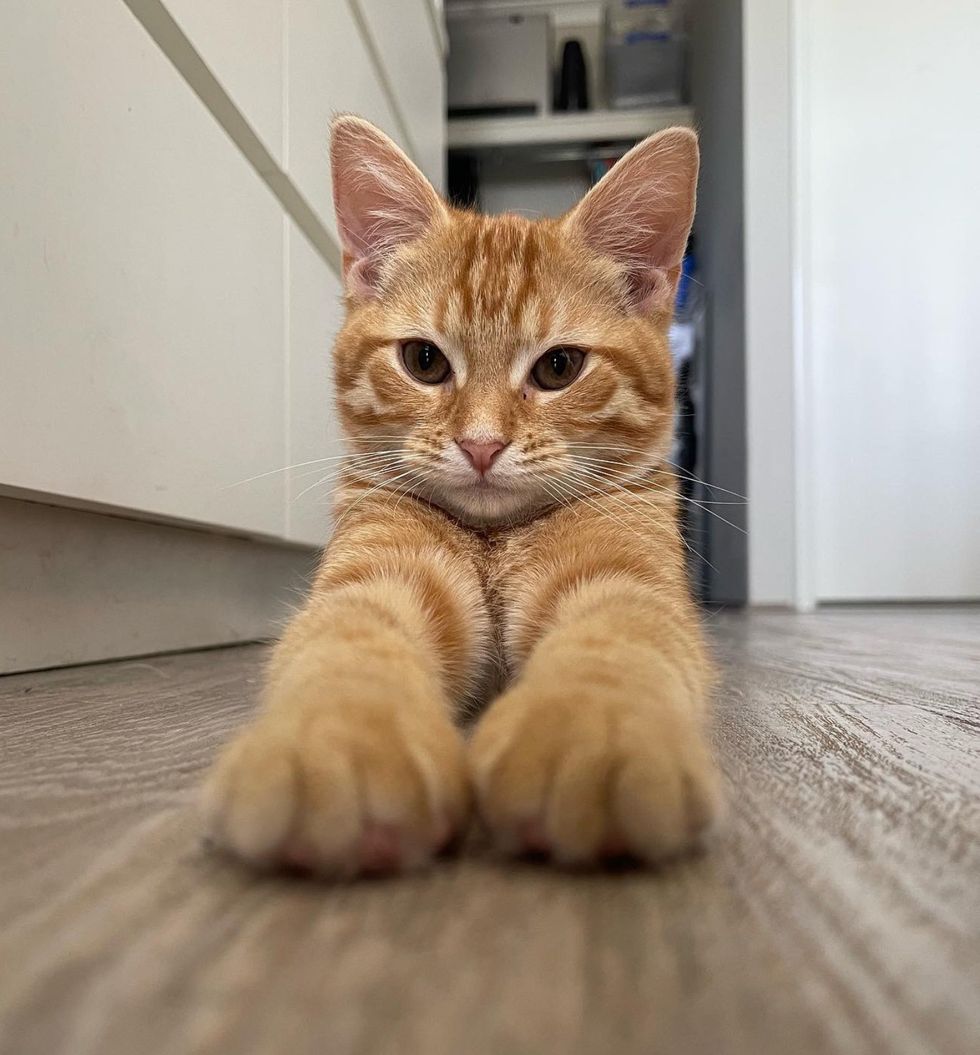 happy ginger cat stretch