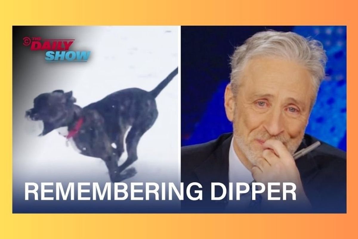 jon stewart dog, jon stewart dipper, jon stewart, the daily show