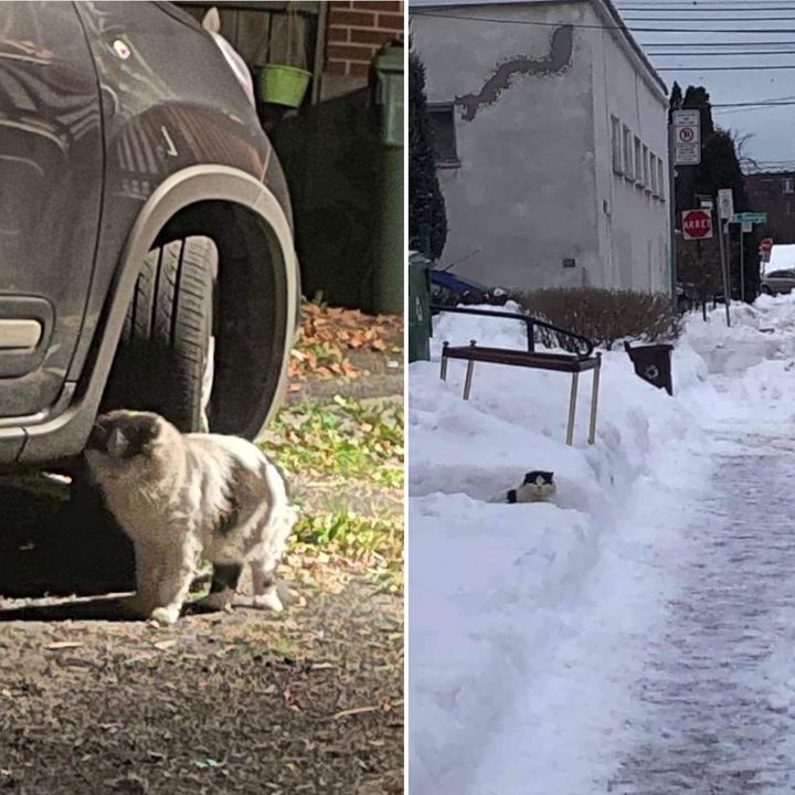 street cat rescue