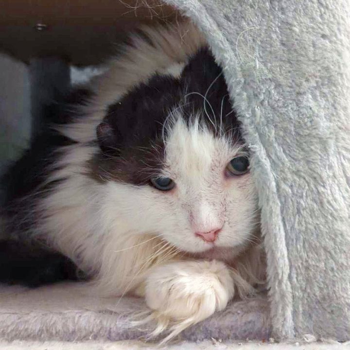sweet fluffy cat tree