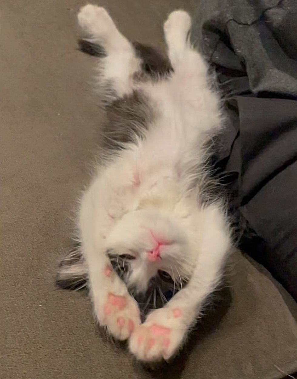 sweet kitten belly cute