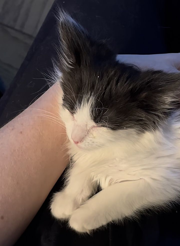 snuggly kitten lap cat