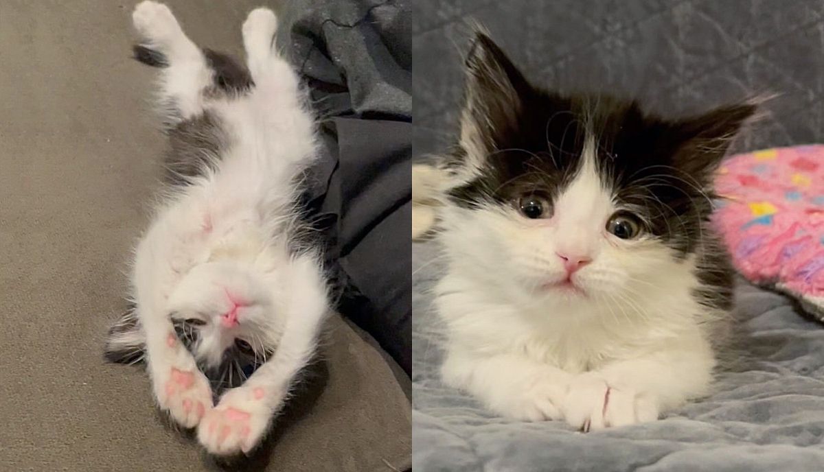 Austin Pets Alive! | Quiet Young Kitten Needs a Cardiologist so She…