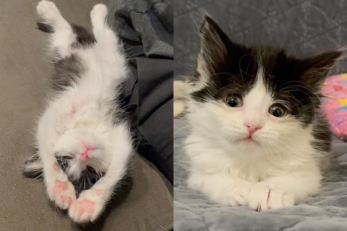 Tiny Kitten Has the Confidence of a Full-grown Cat, Fearless from the Moment She was Saved