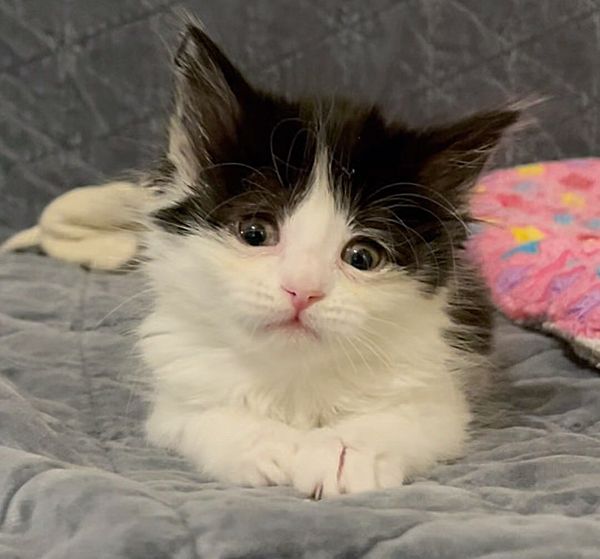 cute fluffy kitten eyes