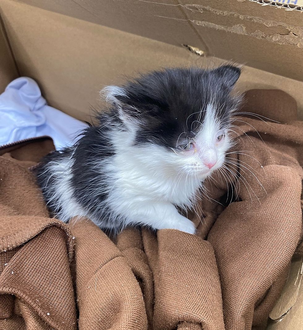 rescued kitten tiny