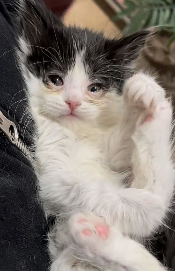 kitten rescued snuggling