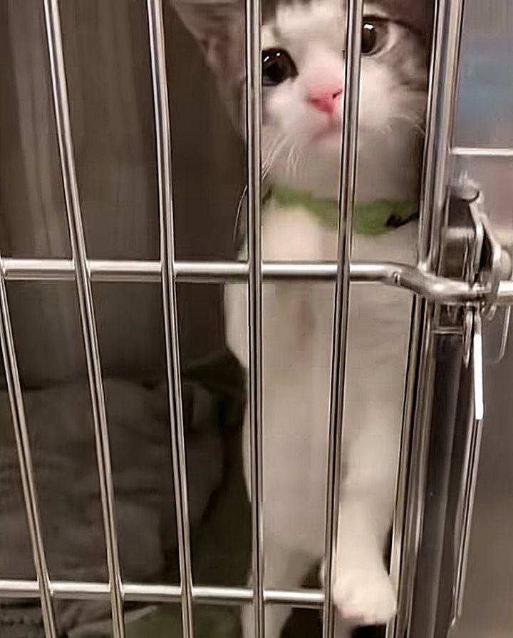 cat shelter kitten