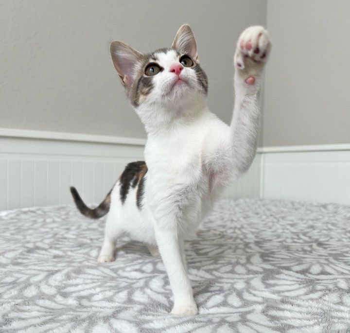 playful kitten cat