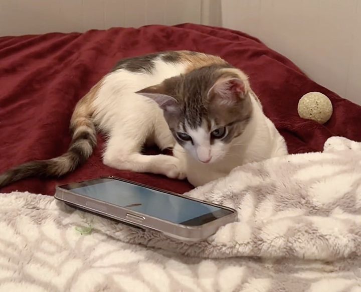 playful curious kitten phone