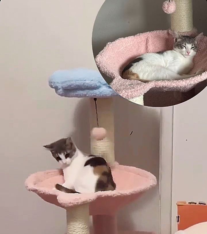 calico kitten cat tree