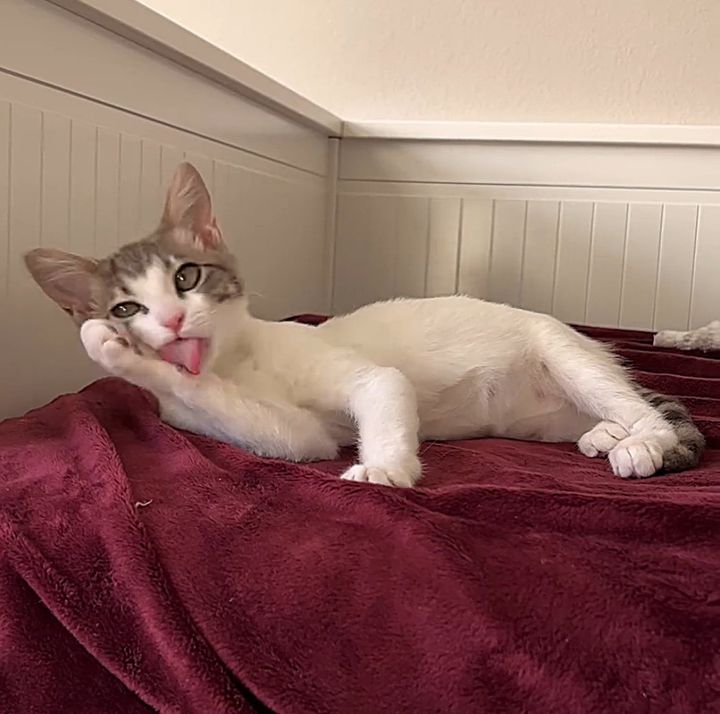 happy kitten tongue