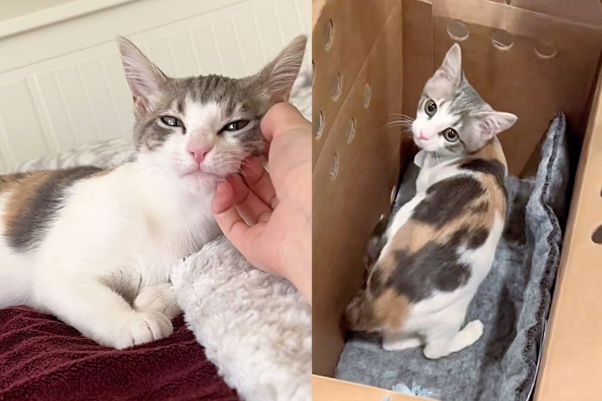 Kitten is Over the Moon to Be Out of Shelter After 3 Months and Finds What She's Been Waiting for