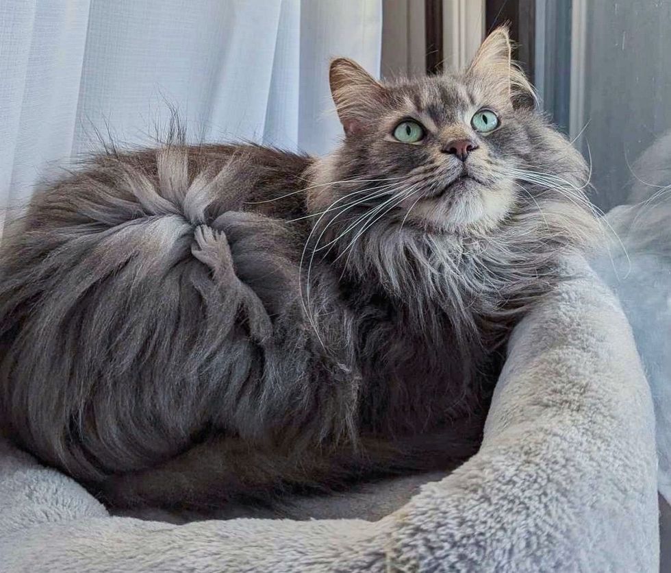 fluffy gray cat