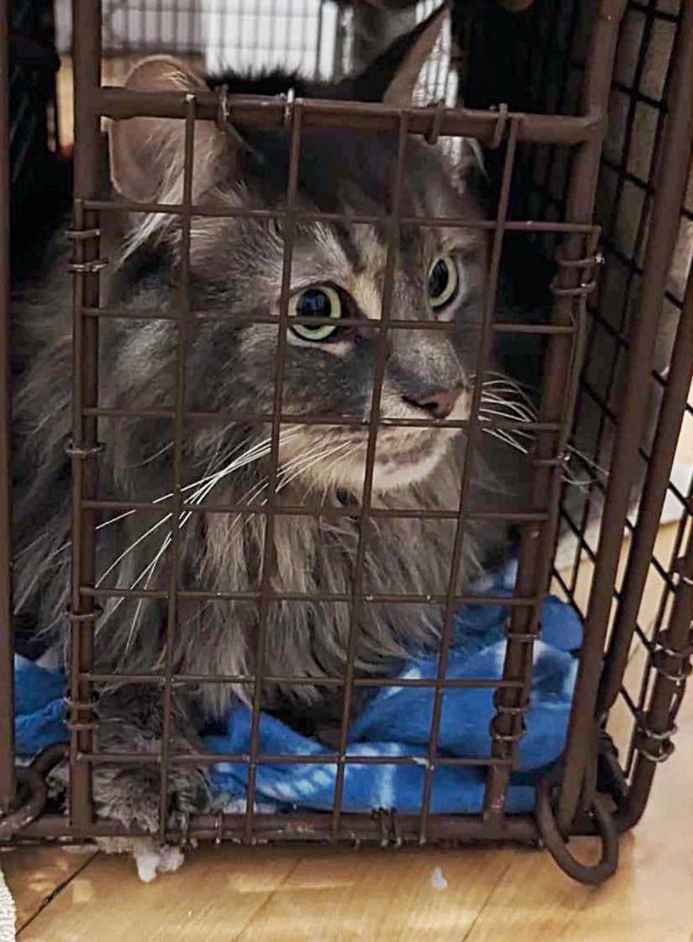cat rescued humane trap
