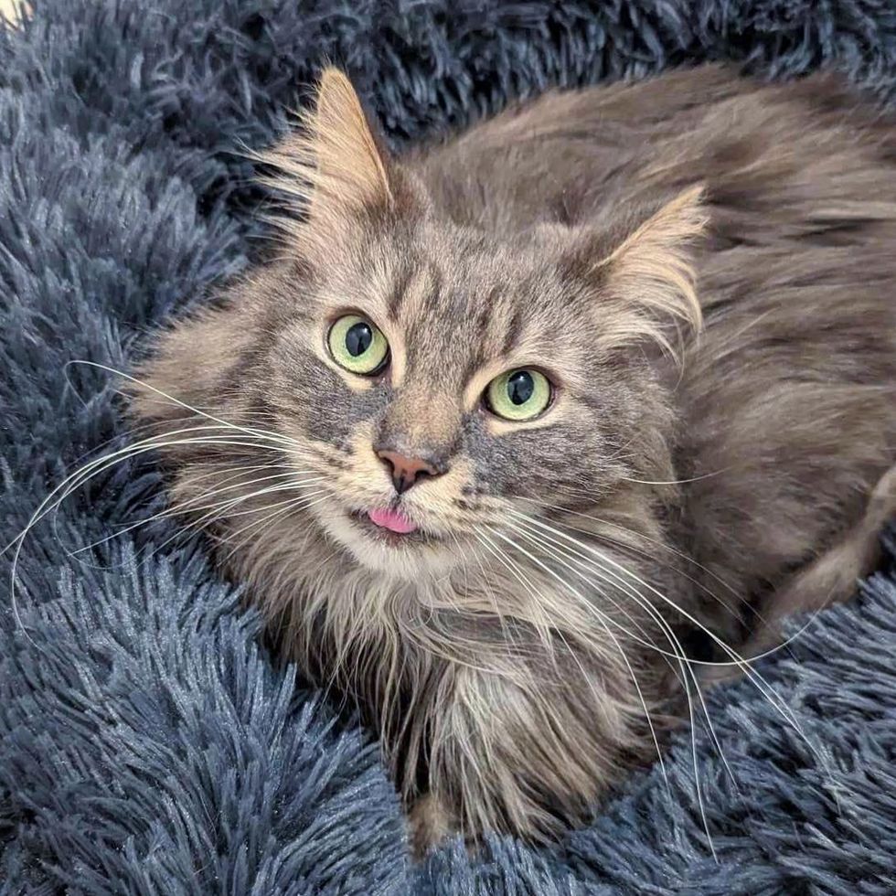 fluffy cat tongue