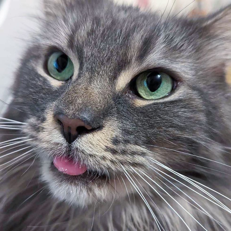 cute gray cat tongue