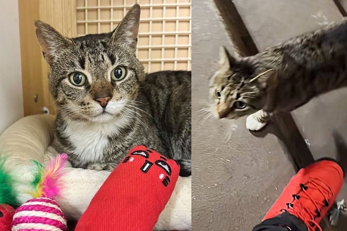 Cat Came Bounding Up to a Rescuer as He was Ready to Start the Good Life He Deserves